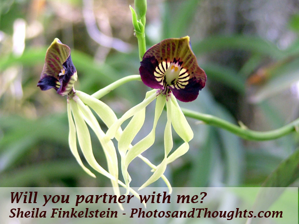 partner-with-me-orchid-cochleata-2-v4-26-